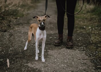 K nákupům pro seniory přibylo v Olomouci venčení psů. Pejsků se ujmou olomoučtí skauti