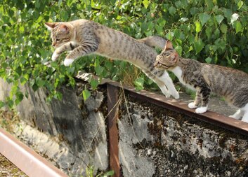 Naléhavý úmysl Apoštolátu modlitby papeže Františka na měsíc září 2020